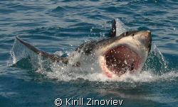 Shark caught near Cape town. Was making photos before div... by Kirill Zinoviev 